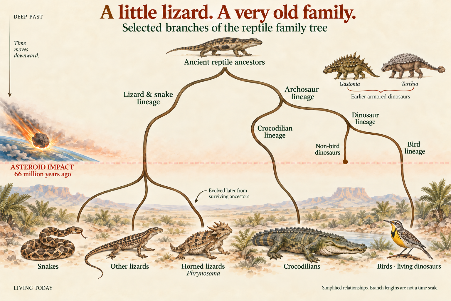 Illustrated family tree running from ancient reptile ancestors at top to living snakes, other lizards, horned lizards, crocodilians, and birds at bottom. A dashed line marks the asteroid impact 66 million years ago. Non-bird dinosaurs end at the line. The ancestors of living lizards, crocodilians, and birds continue past it; horned lizards evolve later.