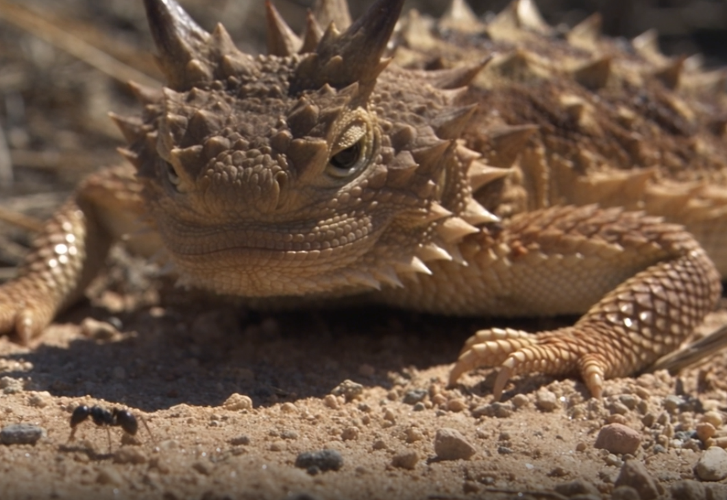 Close-up from the animated video showing the horned lizard’s face, head horns, and spiny scales.