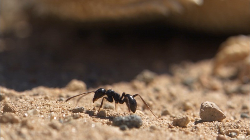 An ant on sandy ground in a frame from the animation.