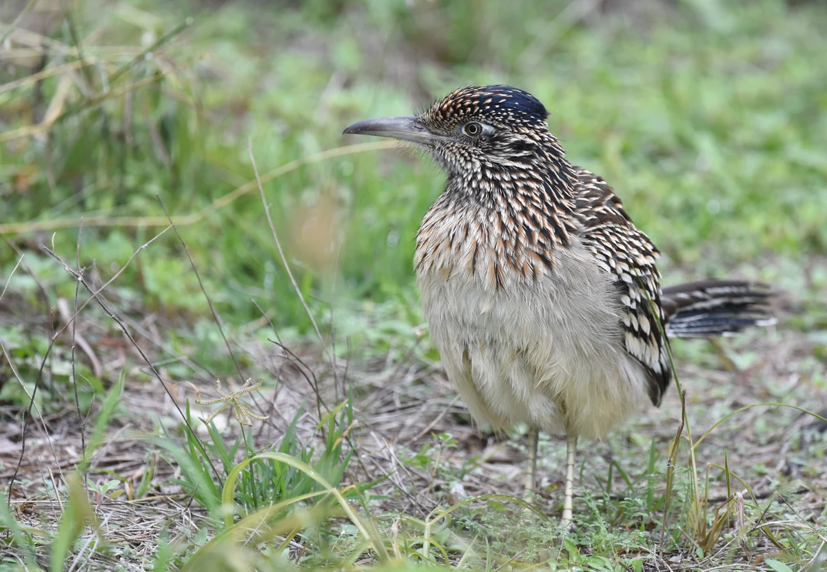 Greater roadrunner.
