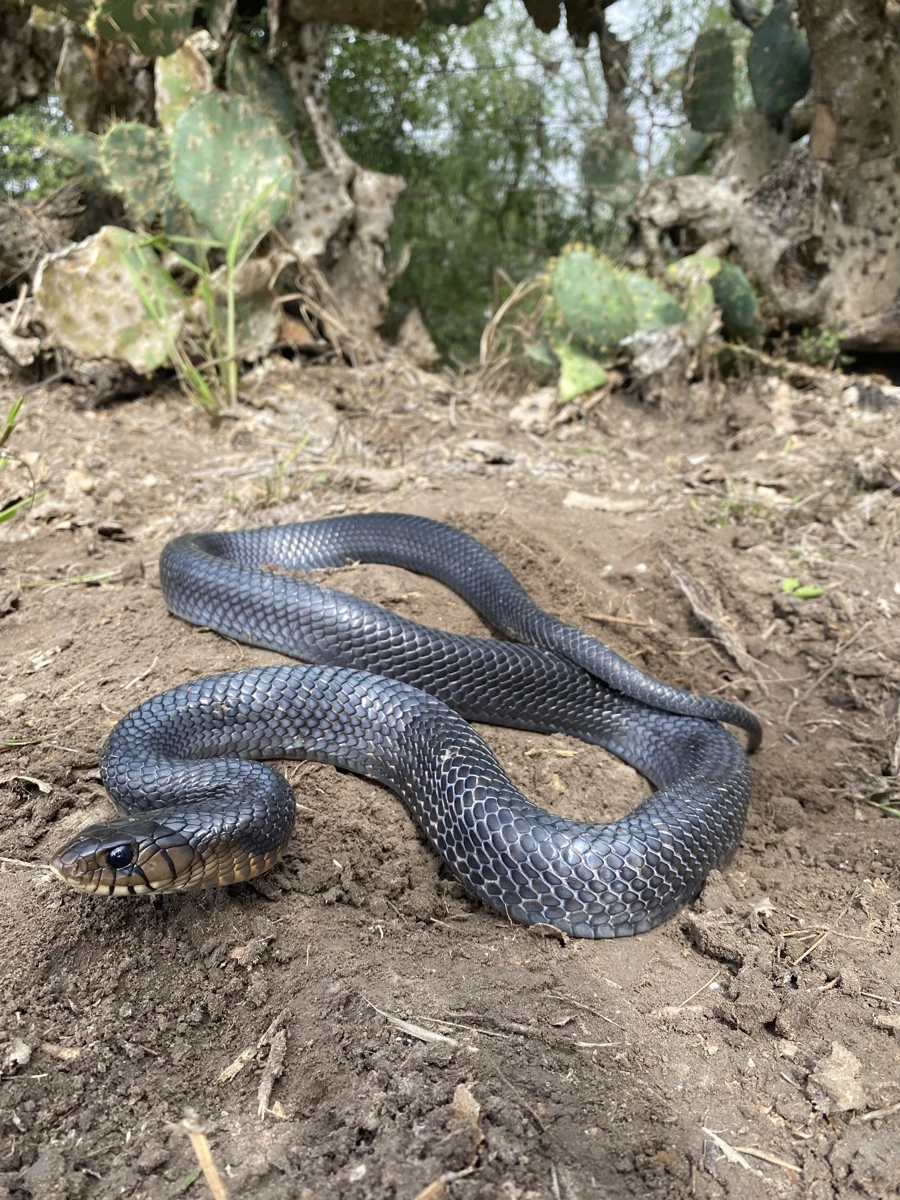 Texas indigo snake.